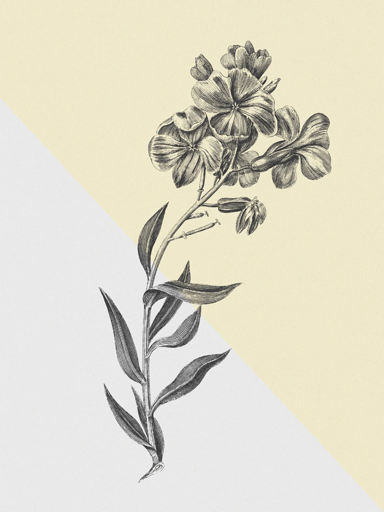 Conversations on Botany VI Color Block by Wild Apple Portfolio