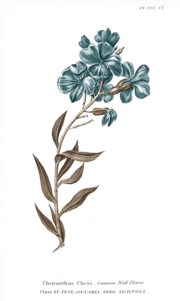 Conversations on Botany VI on White with Blue by Wild Apple Portfolio