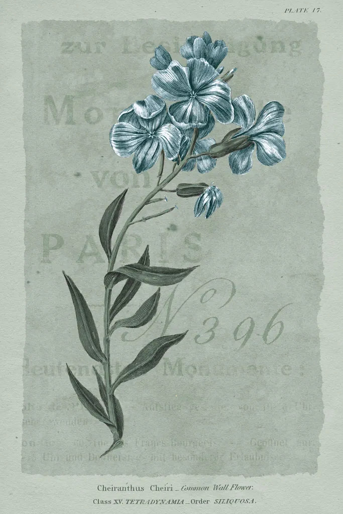 Conversations on Botany VI on White with Blue by Wild Apple Portfolio. SKU 63062h. Archival Giclee Fine art print for wall decor.