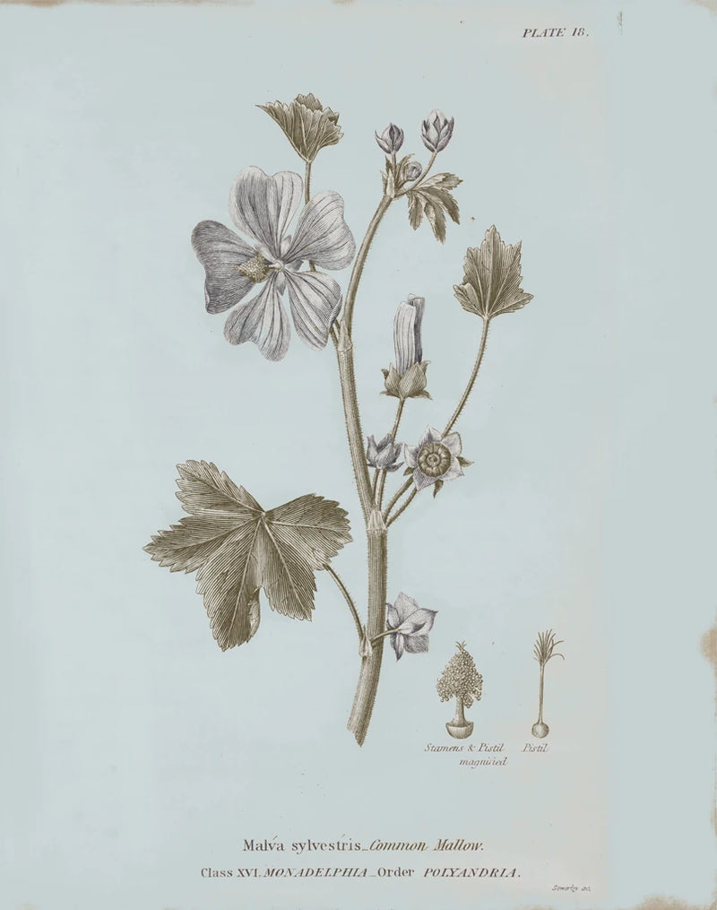 Conversations on Botany VII Blue by Wild Apple Portfolio