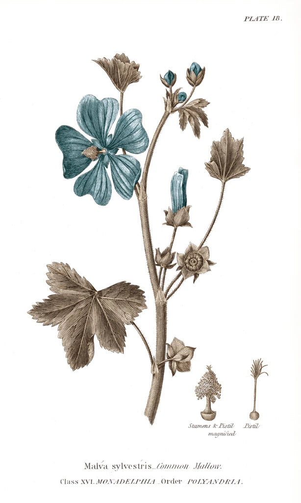 Conversations on Botany VII on White with Blue by Wild Apple Portfolio
