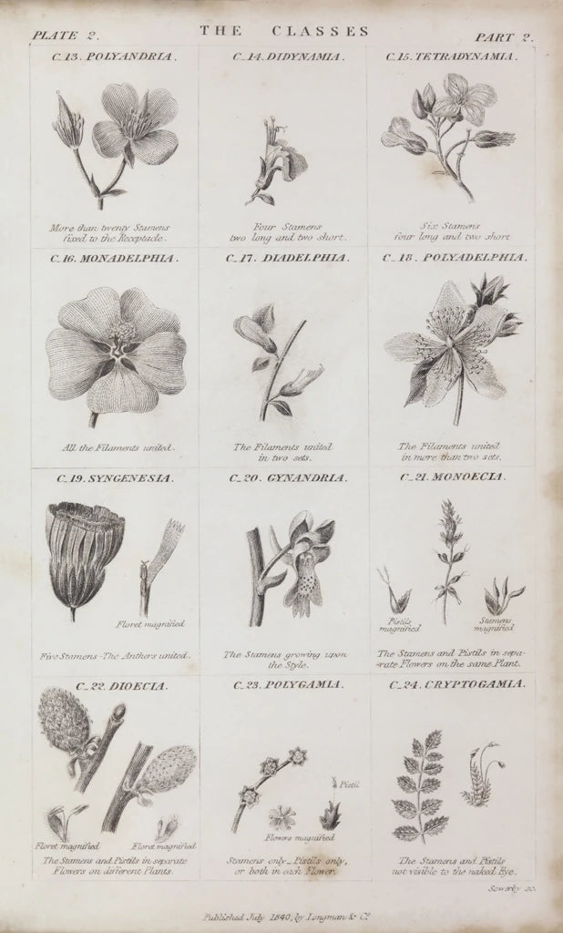 Conversations on Botany X by Wild Apple Portfolio