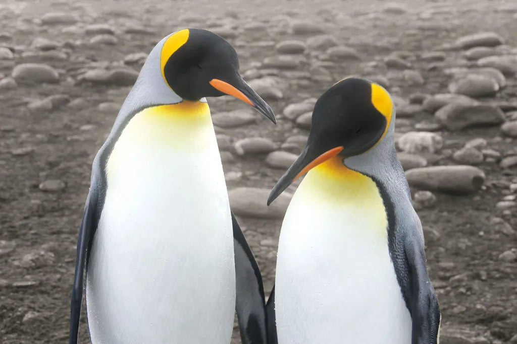 Courting by Wild Apple Portfolio. SKU 41623i. Archival Giclee Fine art print for wall decor.