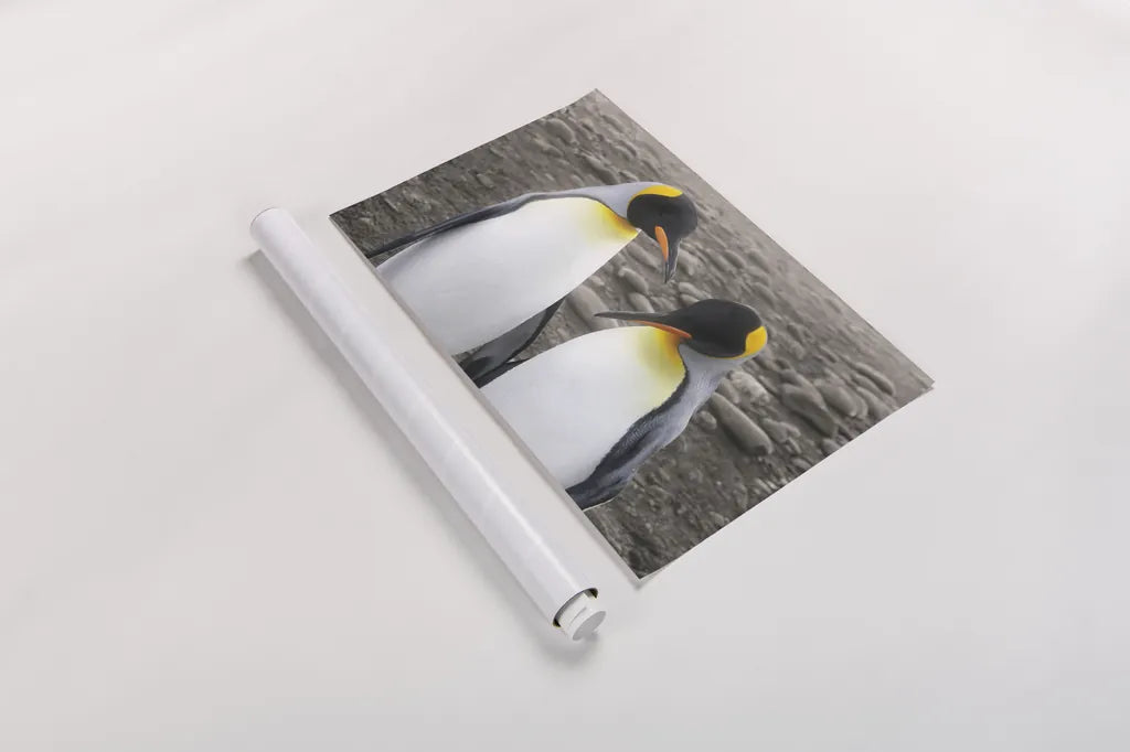 Courting by Wild Apple Portfolio. shown as a rolled paper print. Available as archival giclee rolled canvas, fine art paper, or poster print. SKU 41623i.