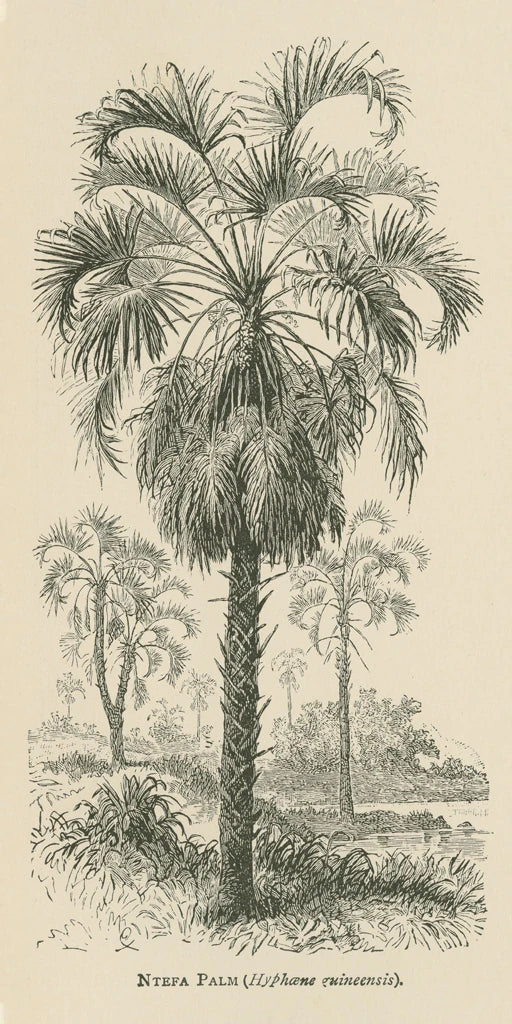 Creators Wonders Book Palm by Wild Apple Portfolio