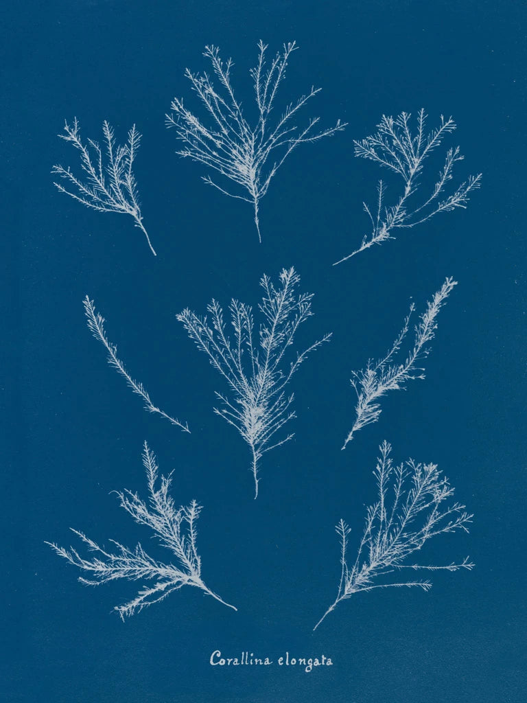 Delicate Coral I by Wild Apple Portfolio