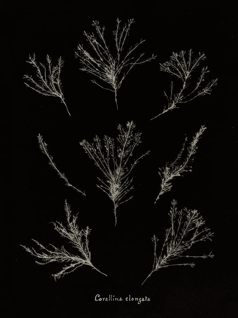 Delicate Coral I on Black by Wild Apple Portfolio
