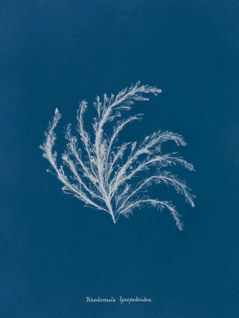 Delicate Coral II by Wild Apple Portfolio