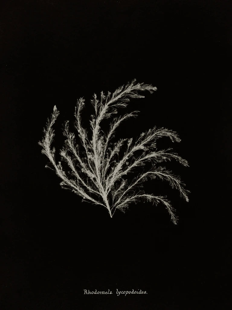 Delicate Coral II on Black by Wild Apple Portfolio
