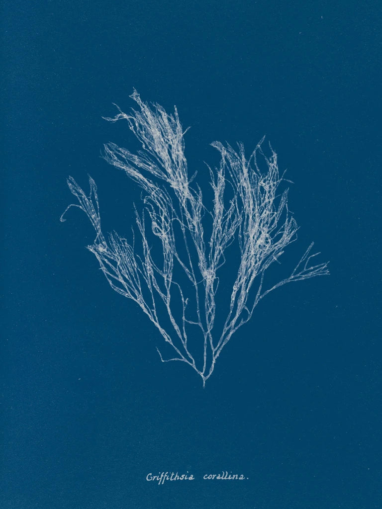 Delicate Coral III by Wild Apple Portfolio