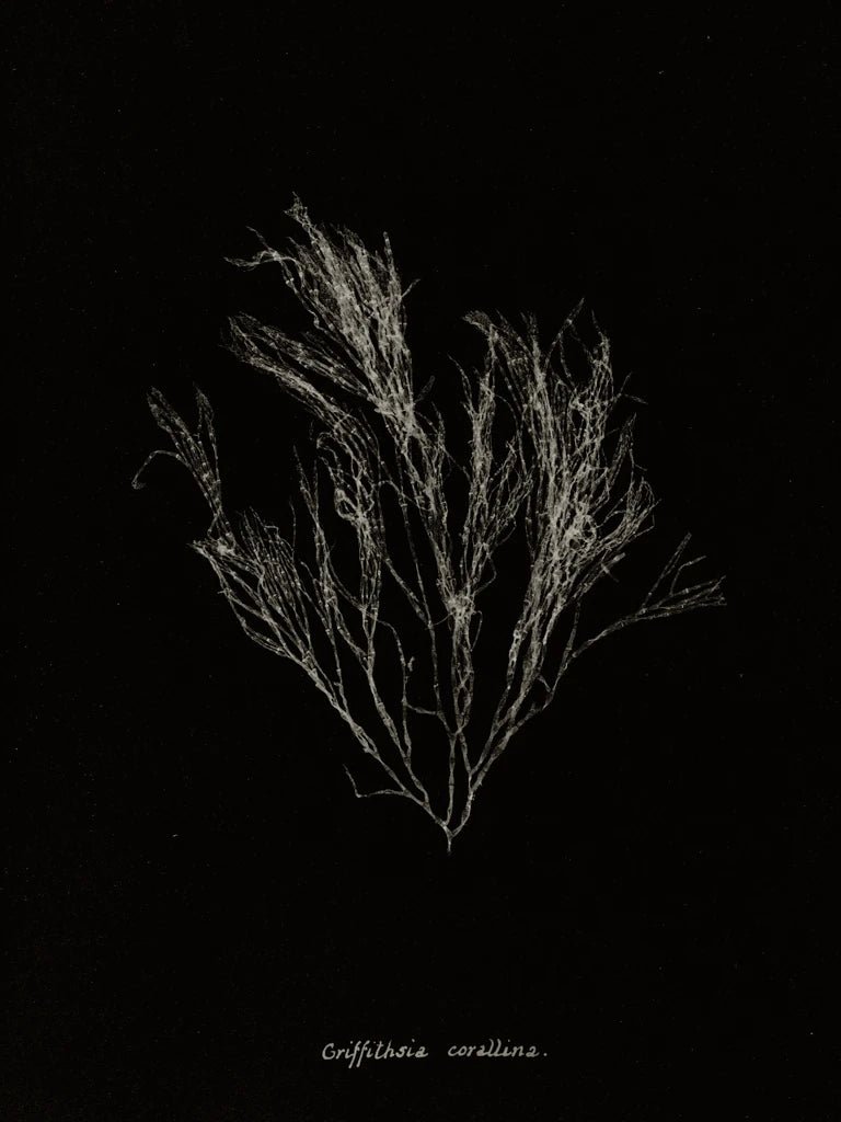 Delicate Coral III on Black by Wild Apple Portfolio