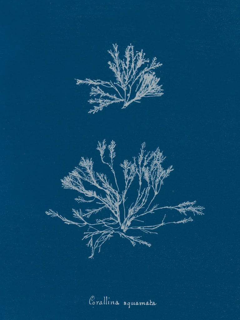Delicate Coral IV by Wild Apple Portfolio