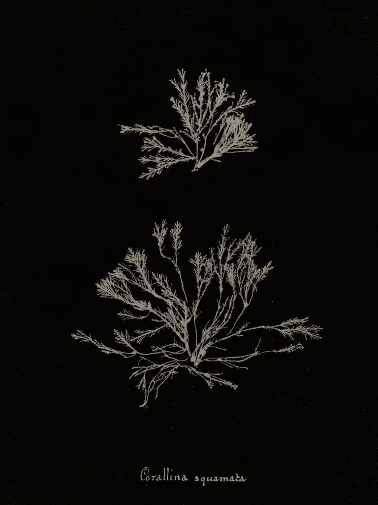 Delicate Coral IV on Black by Wild Apple Portfolio