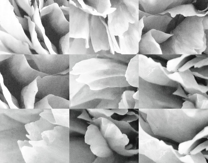 Dreamy Peony Collage by Wild Apple Portfolio