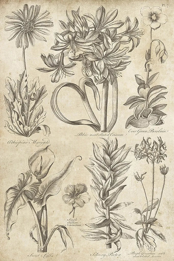 Eden Antique Bookplate I by Wild Apple Portfolio. SKU 18750h. Archival Giclee Fine art print for wall decor.