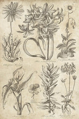 Eden Antique Bookplate I by Wild Apple Portfolio. SKU 18750h. Archival Giclee Fine art print for wall decor.