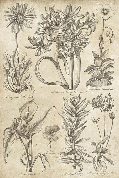 Eden Antique Bookplate I by Wild Apple Portfolio. SKU 18750h. Archival Giclee Fine art print for wall decor.