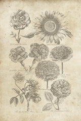 Eden Antique Bookplate II by Wild Apple Portfolio. SKU 18751h. Archival Giclee Fine art print for wall decor.