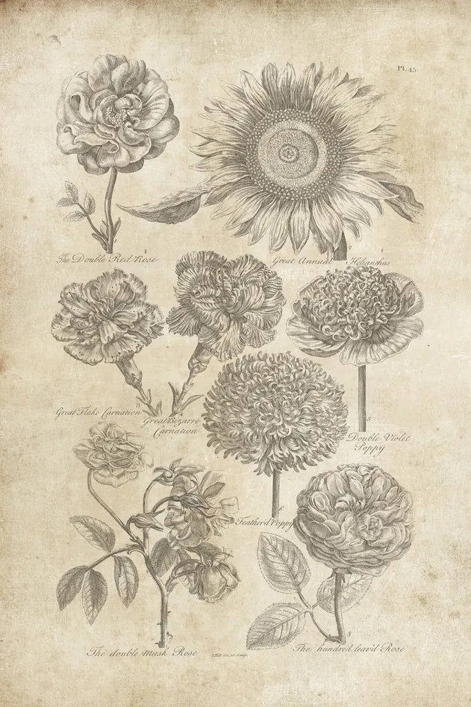 Eden Antique Bookplate II by Wild Apple Portfolio. SKU 18751h. Archival Giclee Fine art print for wall decor.