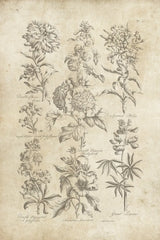 Eden Antique Bookplate III by Wild Apple Portfolio. SKU 26863h. Archival Giclee Fine art print for wall decor.