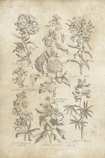 Eden Antique Bookplate III by Wild Apple Portfolio. SKU 26863h. Archival Giclee Fine art print for wall decor.