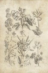 Eden Antique Bookplate IV by Wild Apple Portfolio. SKU 26864h. Archival Giclee Fine art print for wall decor.