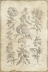 Eden Bookplate III Vintage by Wild Apple Portfolio. SKU 26877h. Archival Giclee Fine art print for wall decor.