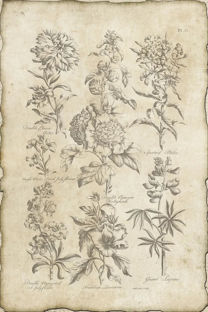 Eden Bookplate III Vintage by Wild Apple Portfolio. SKU 26877h. Archival Giclee Fine art print for wall decor.