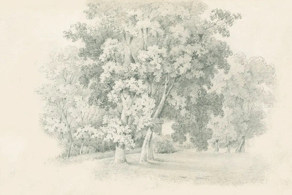 Edge of the Woods Sketch by Wild Apple Portfolio. SKU 59697i. Archival Giclee Fine art print for wall decor.