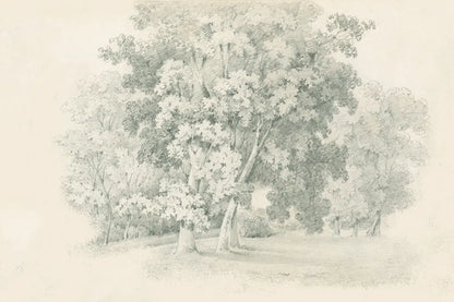 Edge of the Woods Sketch by Wild Apple Portfolio. SKU 59697i. Archival Giclee Fine art print for wall decor.