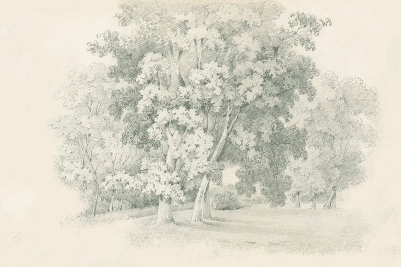 Edge of the Woods Sketch by Wild Apple Portfolio. SKU 59697i. Archival Giclee Fine art print for wall decor.