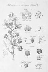 Elements of Botany I by Wild Apple Portfolio. SKU 39000h. Archival Giclee Fine art print for wall decor.