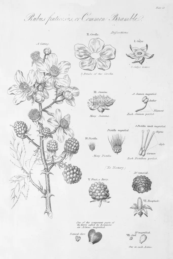 Elements of Botany I by Wild Apple Portfolio. SKU 39000h. Archival Giclee Fine art print for wall decor.