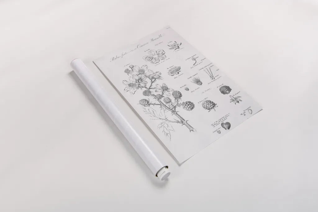 Elements of Botany I by Wild Apple Portfolio. shown as a rolled paper print. Available as archival giclee rolled canvas, fine art paper, or poster print. SKU 39000h.