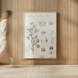 Elements of Botany I by Wild Apple Portfolio. shown as over sized large wall art. Available as an archival giclee rolled canvas, fine art paper, or poster print. SKU 39000h.