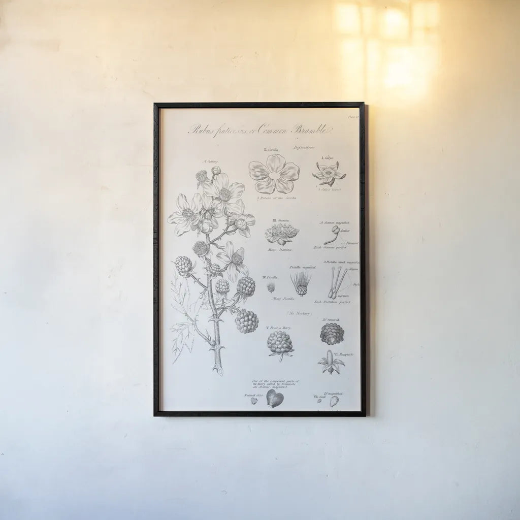 Elements of Botany I by Wild Apple Portfolio. shown as a paper print in a black flame. Available as a archival giclee rolled canvas, fine art paper, or poster print. SKU 39000h.
