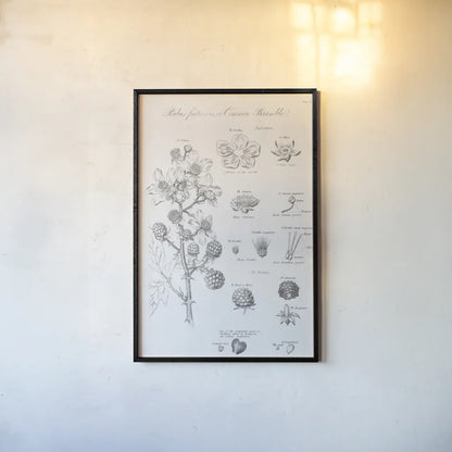 Elements of Botany I by Wild Apple Portfolio. shown as a paper print in a black flame. Available as a archival giclee rolled canvas, fine art paper, or poster print. SKU 39000h.