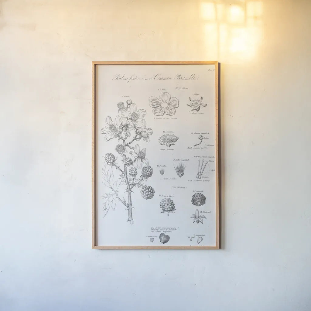 Elements of Botany I by Wild Apple Portfolio. shown as a paper print in a natural frame. Available as a archival giclee rolled canvas, fine art paper, or poster print. SKU 39000h.