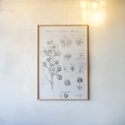 Elements of Botany I by Wild Apple Portfolio. shown as a paper print in a natural frame. Available as a archival giclee rolled canvas, fine art paper, or poster print. SKU 39000h.