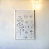 Elements of Botany I by Wild Apple Portfolio. shown as a paper print in a white frame. Available as a archival giclee rolled canvas, fine art paper, or poster print. SKU 39000h.