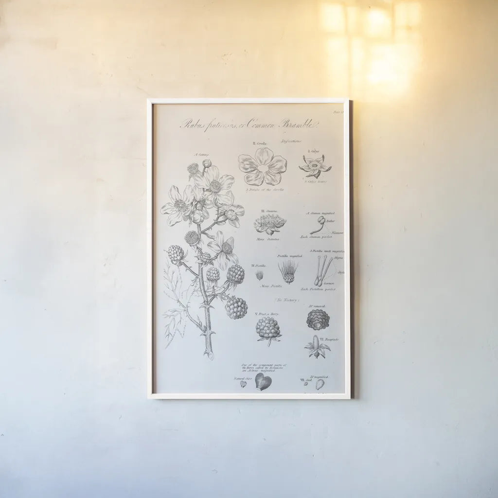 Elements of Botany I by Wild Apple Portfolio. shown as a paper print in a white frame. Available as a archival giclee rolled canvas, fine art paper, or poster print. SKU 39000h.