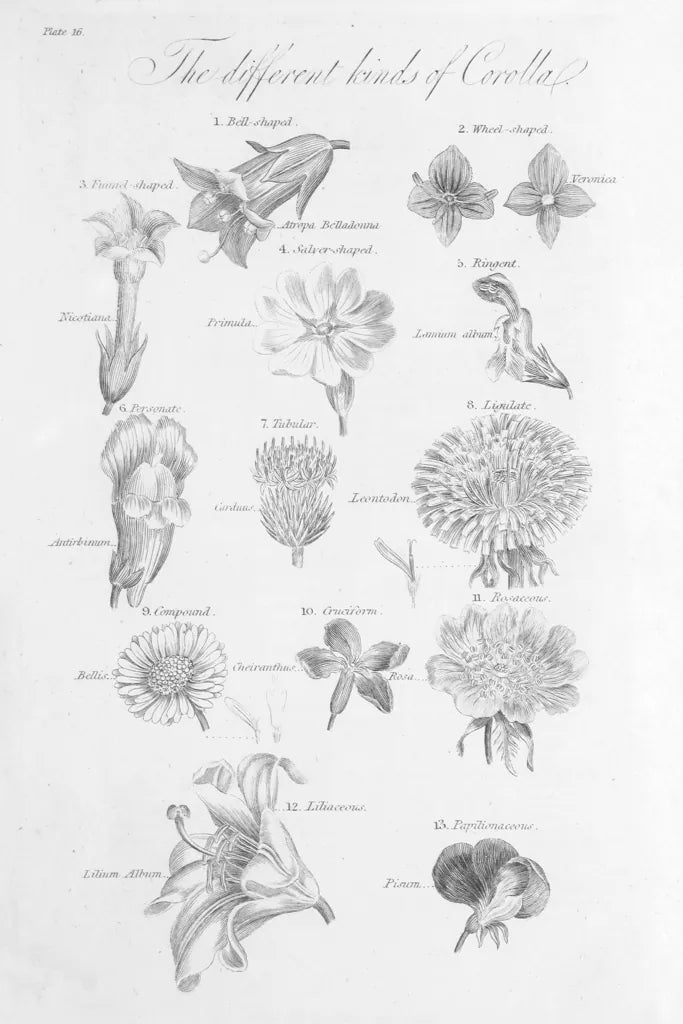 Elements of Botany II by Wild Apple Portfolio. SKU 39001h. Archival Giclee Fine art print for wall decor.