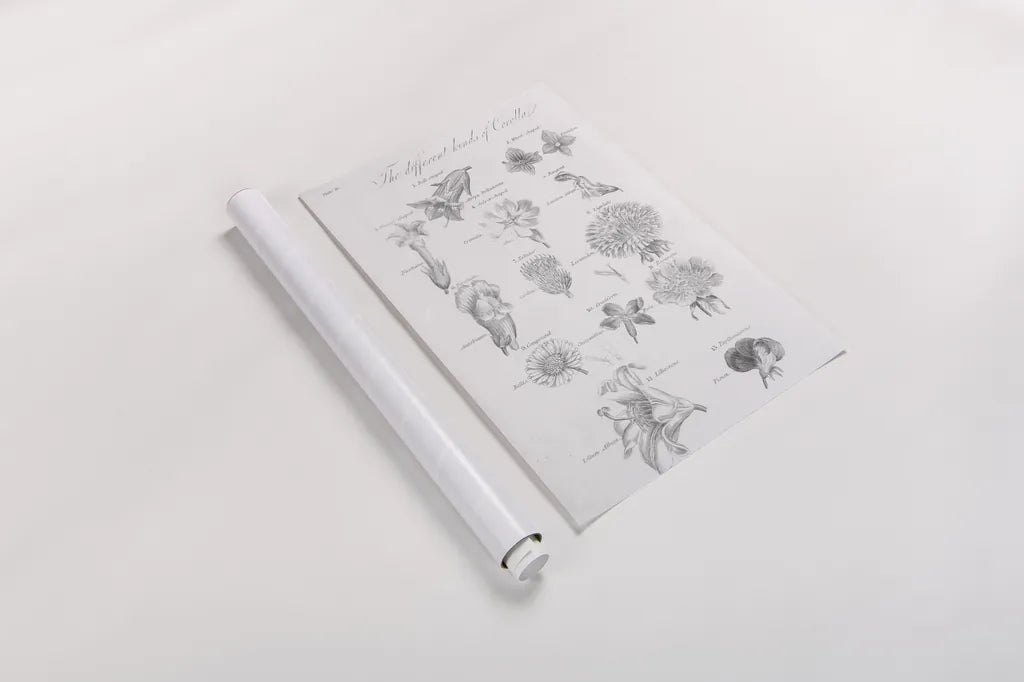 Elements of Botany II by Wild Apple Portfolio. shown as a rolled paper print. Available as archival giclee rolled canvas, fine art paper, or poster print. SKU 39001h.