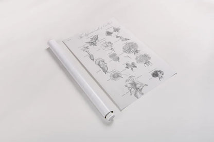 Elements of Botany II by Wild Apple Portfolio. shown as a rolled paper print. Available as archival giclee rolled canvas, fine art paper, or poster print. SKU 39001h.