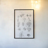 Elements of Botany II by Wild Apple Portfolio. shown as a paper print in a black flame. Available as a archival giclee rolled canvas, fine art paper, or poster print. SKU 39001h.
