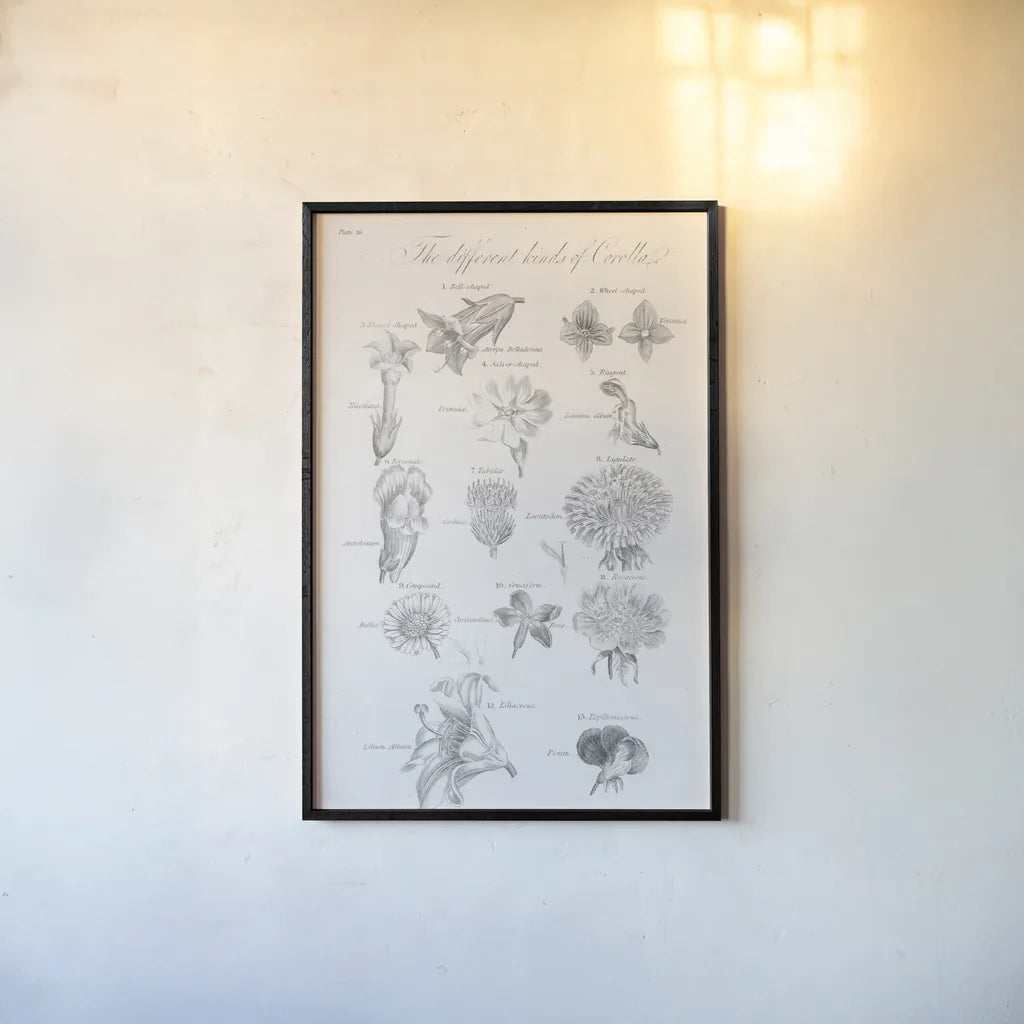Elements of Botany II by Wild Apple Portfolio. shown as a paper print in a black flame. Available as a archival giclee rolled canvas, fine art paper, or poster print. SKU 39001h.