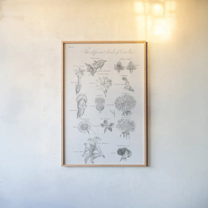 Elements of Botany II by Wild Apple Portfolio. shown as a paper print in a natural frame. Available as a archival giclee rolled canvas, fine art paper, or poster print. SKU 39001h.