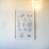 Elements of Botany II by Wild Apple Portfolio. shown as a paper print in a white frame. Available as a archival giclee rolled canvas, fine art paper, or poster print. SKU 39001h.