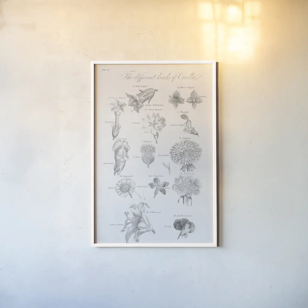 Elements of Botany II by Wild Apple Portfolio. shown as a paper print in a white frame. Available as a archival giclee rolled canvas, fine art paper, or poster print. SKU 39001h.