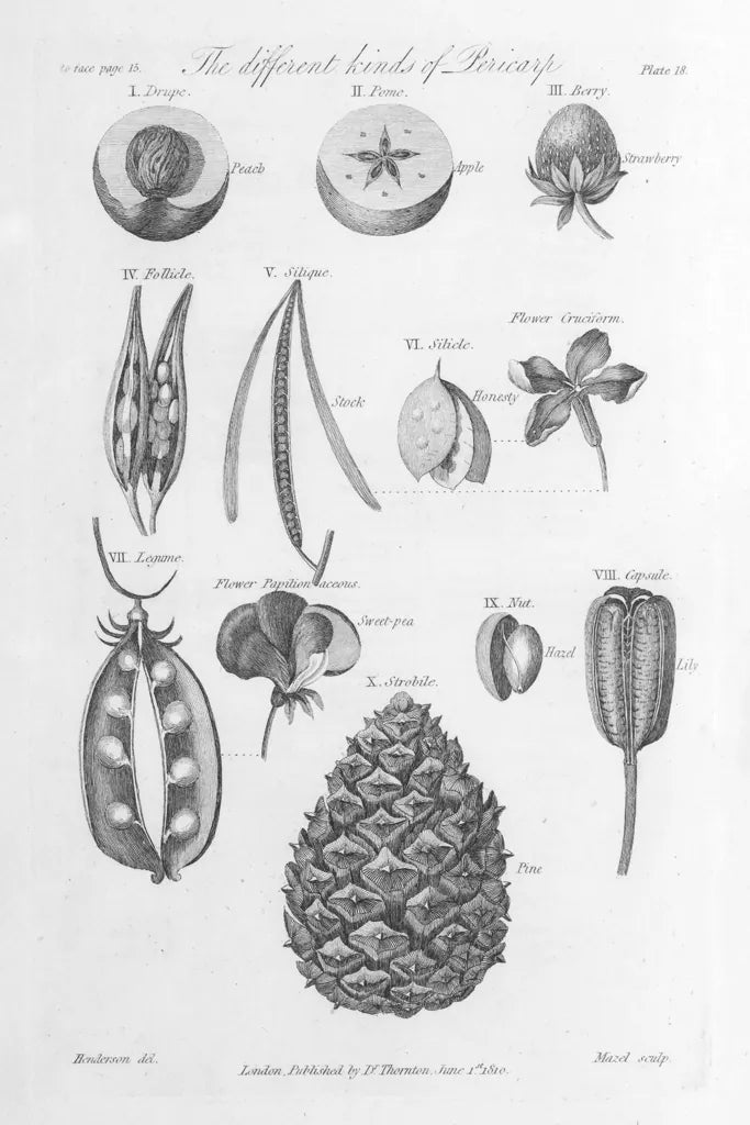 Elements of Botany III by Wild Apple Portfolio. SKU 39002h. Archival Giclee Fine art print for wall decor.